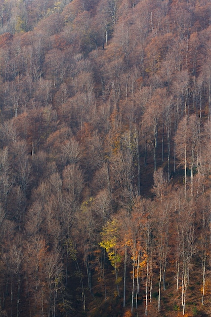 Plan vertical des grands arbres secs sur la montagne Medvednica à Zagreb, Croatie