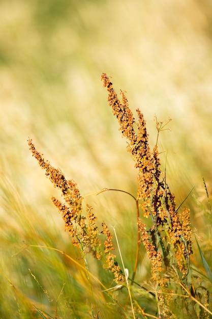 Photo gratuite plan vertical d'herbes sèches des prés