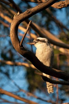 Plan vertical de kookaburra assis sur une branche d'arbre sous la lumière du soleil