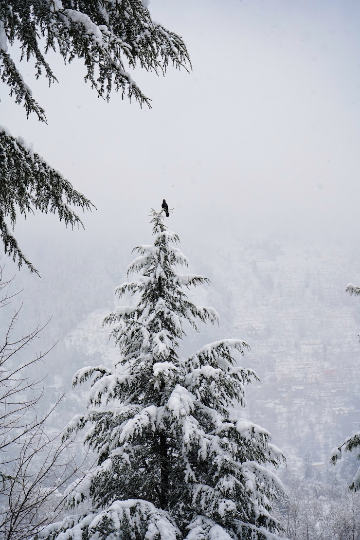 Photo gratuit plan vertical d'oiseau assis au sommet de l'arbre après une nouvelle chute de neige