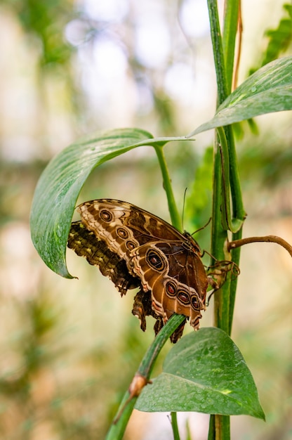 Plan vertical d'un papillon brun assis sur une plante dans le jardin