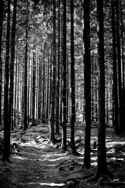 Photo gratuite plan vertical de pins dans la forêt
