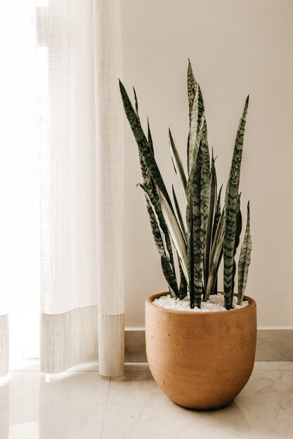 Plan vertical d'une plante serpent argenté dans un pot brun près de rideaux blancs