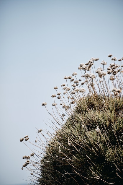 Plan vertical de plantes poussant sur le rocher avec un ciel bleu en arrière-plan pendant la journée