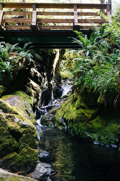 Plan vertical d'un pont sur une cascade qui coule dans la rivière au milieu d'une forêt