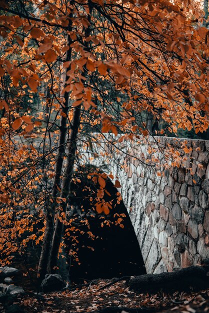 Plan vertical d'un pont de pierre et d'un arbre à feuilles d'oranger en automne