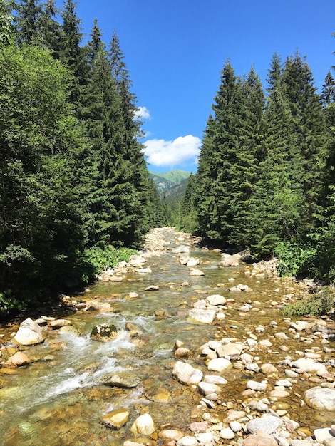 Plan vertical d'une rivière peu profonde qui coule à travers les rochers au milieu des arbres verts alignés