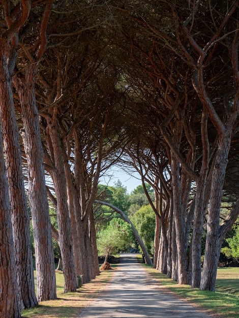 Photo gratuite plan vertical d'un sentier étroit avec des arbres alignés des deux côtés avec des branches emmêlées