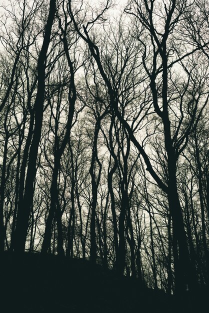 Plan vertical de silhouettes d'arbres sans feuilles dans une forêt pendant la journée