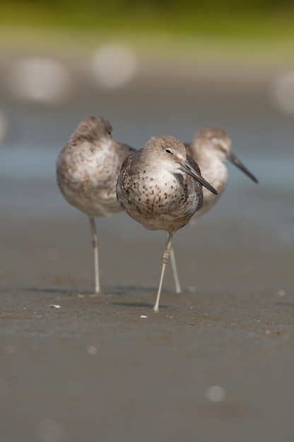 Photo gratuite plan vertical de trois oiseaux marchant sur le rivage de la plage