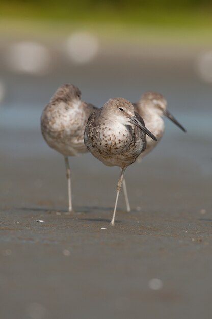 Plan vertical de trois oiseaux marchant sur le rivage de la plage