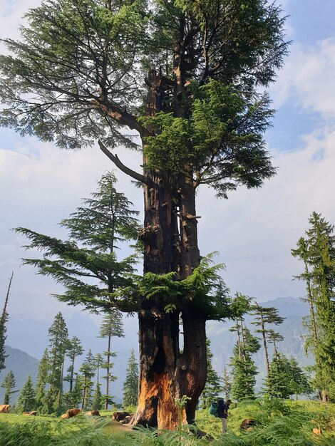 Plan vertical d'un voyageur debout près d'un grand arbre dans une forêt et profitant de la belle vue