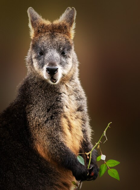 Plan vertical d'un wallaby manger tout en tenant une branche d'arbre