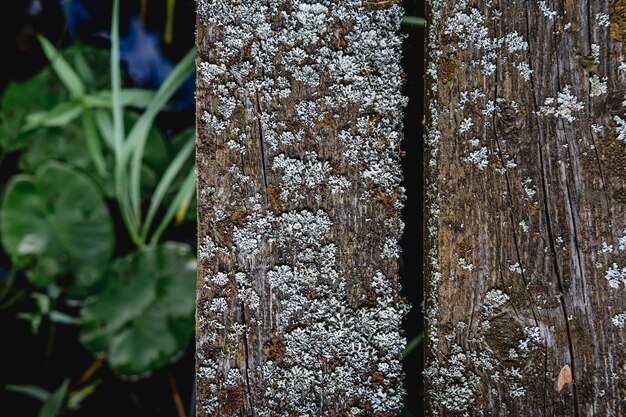 Planches anciennes et usées avec de la mousse sur l'herbe