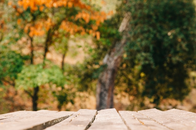 Photo gratuite planches en bois donnant sur la forêt