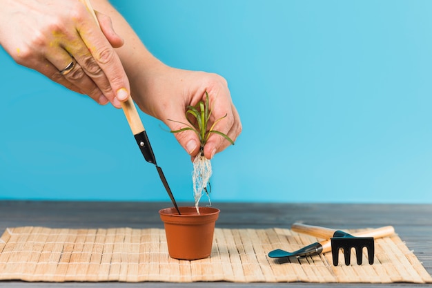 Photo gratuite plantation des mains