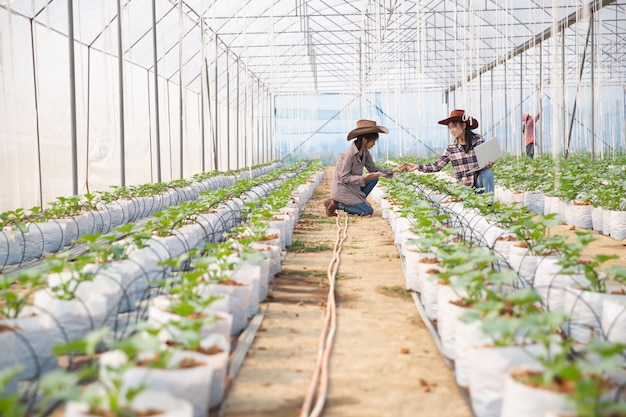 Plantation de melons avec ouvriers