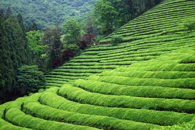 Plantation de thé en Asie du Sud-Est