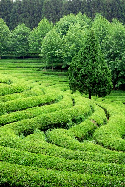 Plantation de thé en Asie du Sud-Est