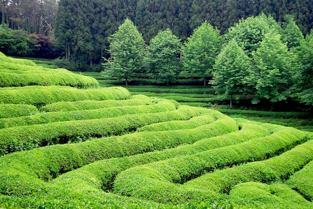Plantation de thé en Asie du Sud-Est