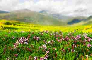 Photo gratuite plante au prai alpin aux pyrénées