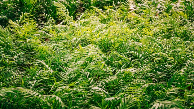 Plante aux feuilles vertes au soleil