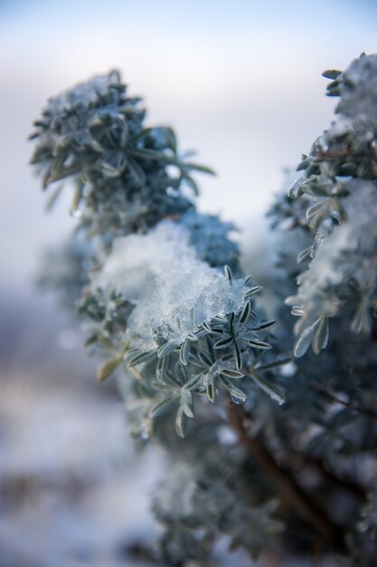 Plante blanche et verte en gros plan