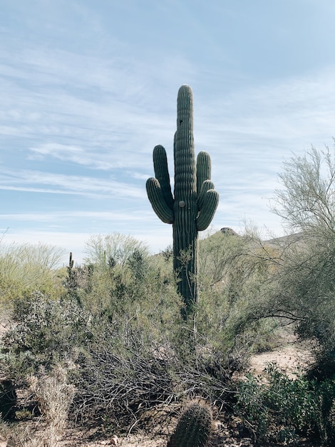 Plante de cactus sur champ d'herbe verte sous ciel bleu pendant la journée