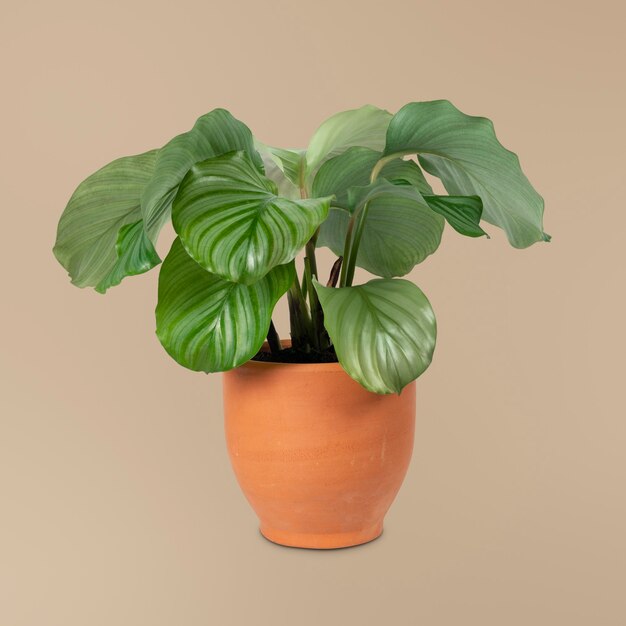 Plante de Calathea Orbifolia dans un objet de décoration en pot en terre cuite