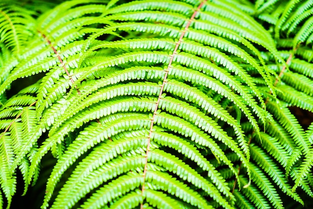 plante closeup herbe naturelle tropicale