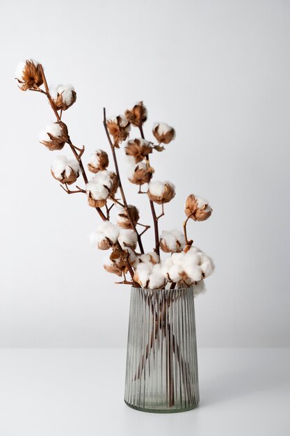 Plante de coton moelleuse dans un vase utilisée dans la décoration intérieure