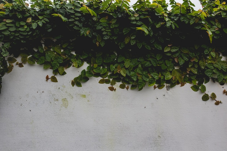 Photo gratuit plante couvrant un mur