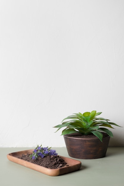 Photo gratuite plante décorative à l'intérieur d'un vase minimal