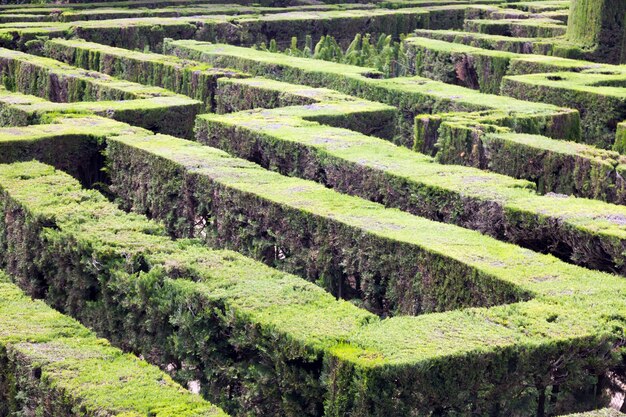 Plante du Labyrinthe au Parc del Laberint de Horta à Barcelone