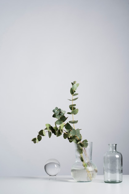 Plante d'eucalyptus dans un vase transparent