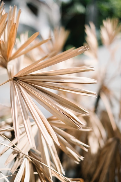 plante à feuilles séchées