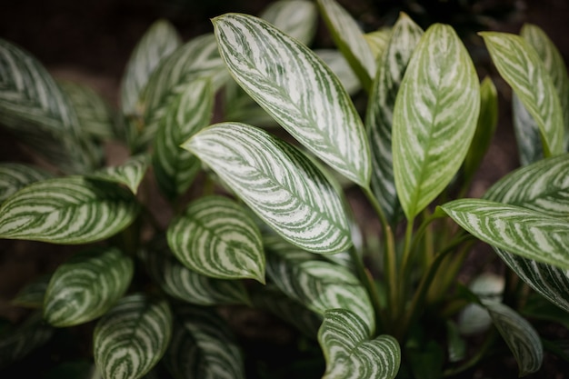 Plante à feuilles vertes