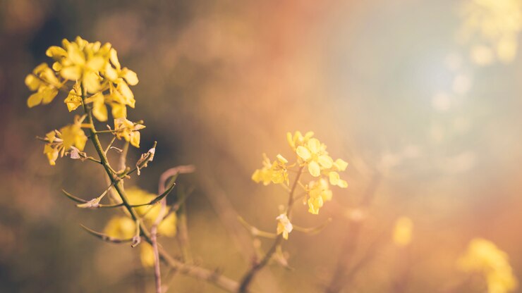 Photo gratuit plante à fleurs jaunes