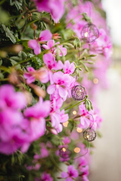 Plante à fleurs violettes