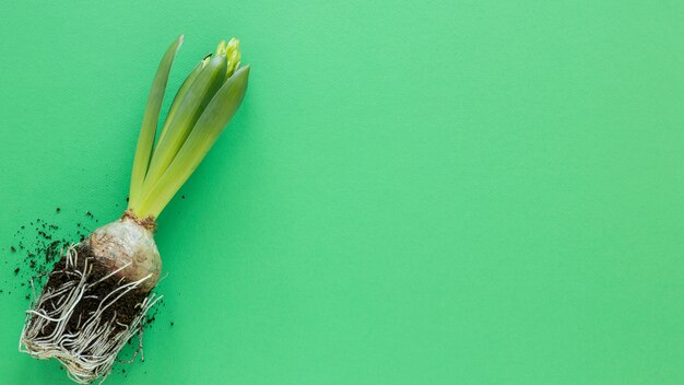 Plante sur fond vert avec espace copie