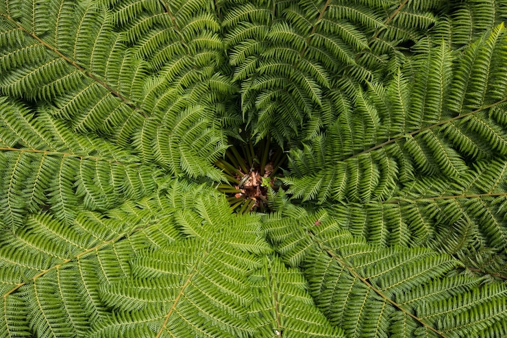 Photo gratuit plante de fougère verte