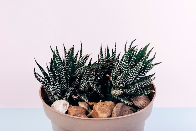 Photo gratuite plante haworthia fascinée qui pousse en pot avec des galets