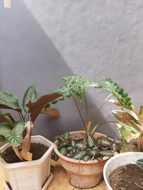 Plante d'intérieur avec fond gris