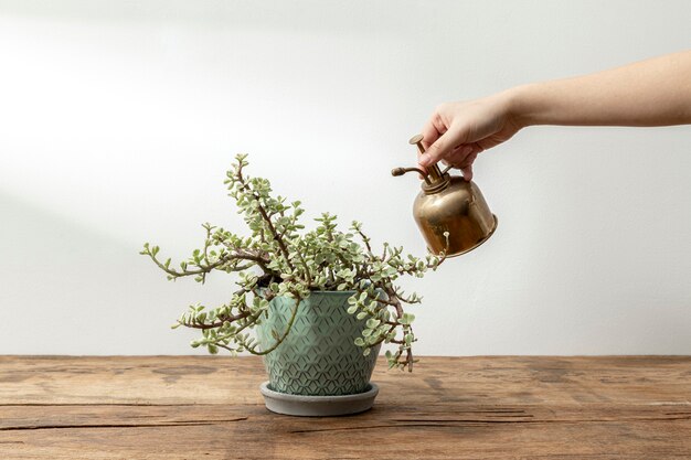 Plante d'intérieur sur une table en bois rustique