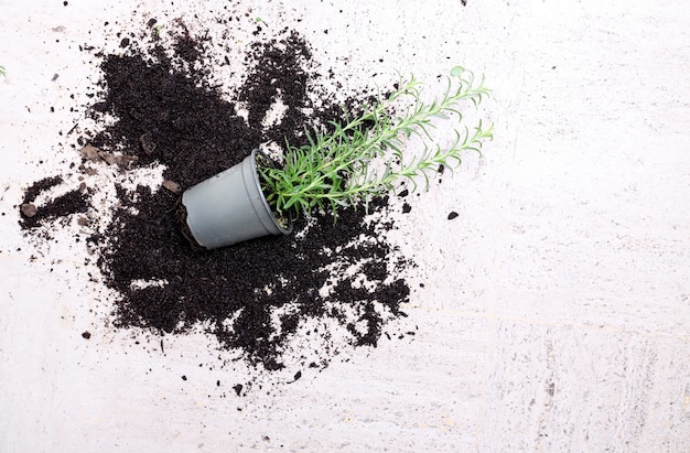 Plante D'intérieur Tombée Sur Une Surface Blanche Entourée De Terre Renversée