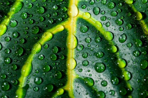 Plante jaune et verte avec des gouttelettes d'eau