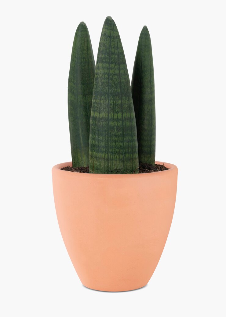 Photo gratuit plante de lance africaine dans un pot