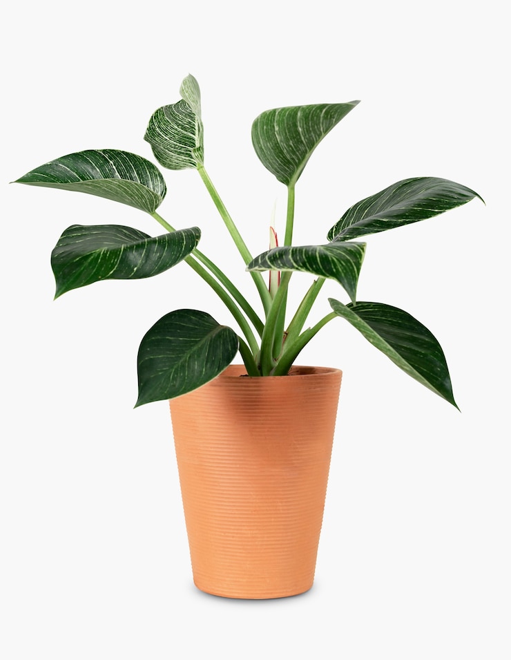 Photo gratuit plante de lys de la paix dans un objet de décoration intérieure en terracotta