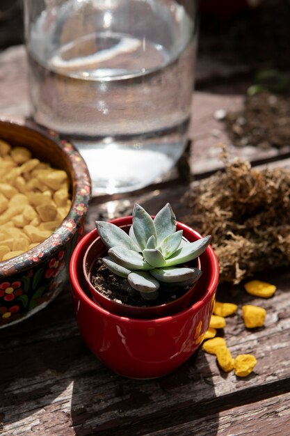 Plante mignonne à angle élevé sur une table en bois