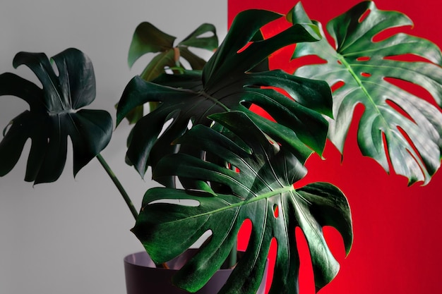 Photo gratuite plante monstera en intérieur contre un mur blanc et rouge idée de papier peint ou décoration d'espace dans un appartement ou un loft